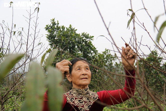 Ảnh: Dân Hà Tĩnh tất bật tuốt lá đào chuẩn bị cho Tết Tân Sửu - 5