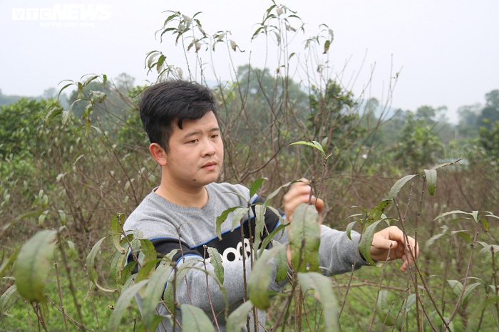 Ảnh: Dân Hà Tĩnh tất bật tuốt lá đào chuẩn bị cho Tết Tân Sửu - 1