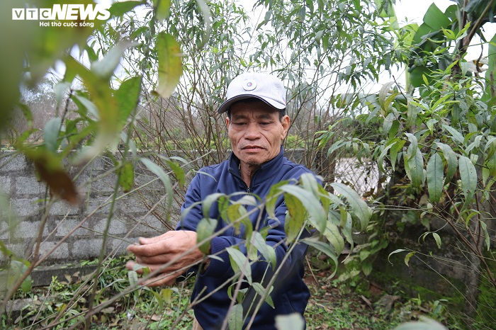 Ảnh: Dân Hà Tĩnh tất bật tuốt lá đào chuẩn bị cho Tết Tân Sửu - 8