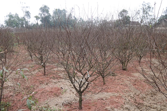 Ảnh: Dân Hà Tĩnh tất bật tuốt lá đào chuẩn bị cho Tết Tân Sửu - 9