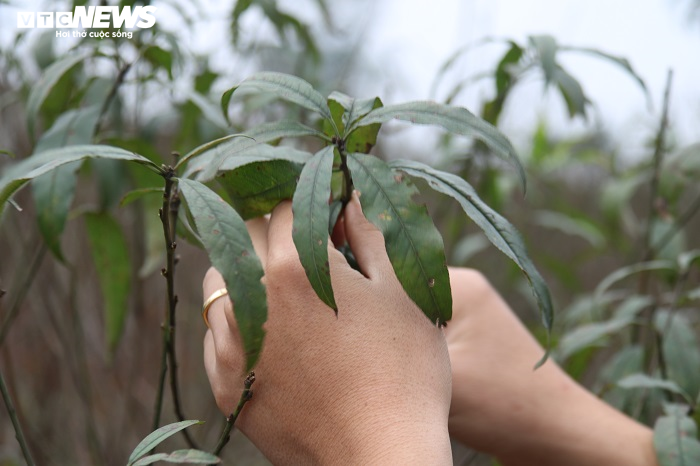 Ảnh: Dân Hà Tĩnh tất bật tuốt lá đào chuẩn bị cho Tết Tân Sửu - 3