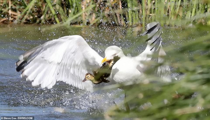 Mòng biển mon men tới gần đàn con, vịt mẹ nổi đóa tấn công - 1