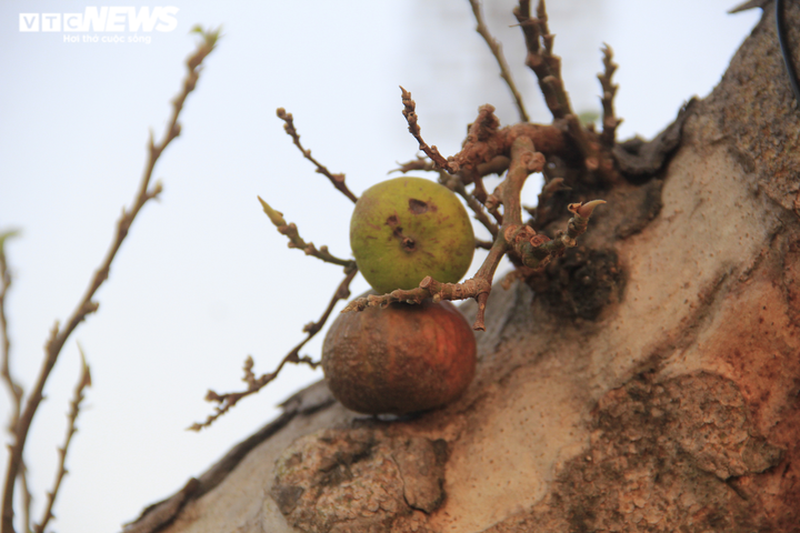 Ngắm cây sung thế lạ gần 100 tuổi giá trăm triệu đồng - 7