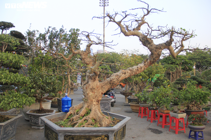 Ngắm cây sung thế lạ gần 100 tuổi giá trăm triệu đồng - 9