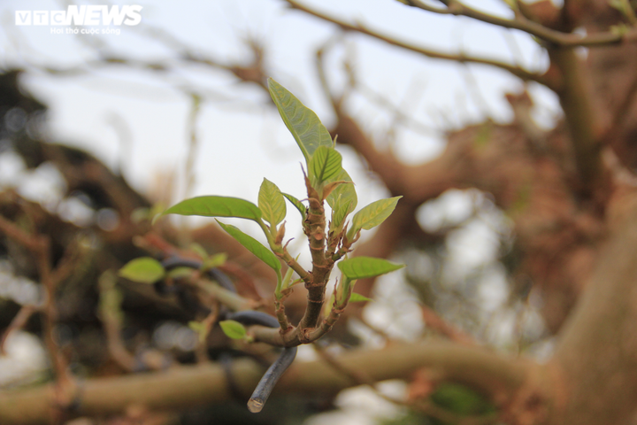 Ngắm cây sung thế lạ gần 100 tuổi giá trăm triệu đồng - 8