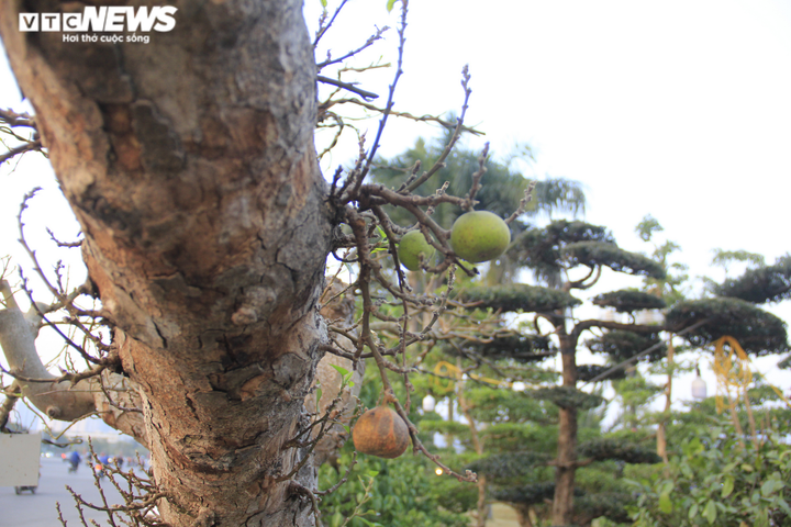 Ngắm cây sung thế lạ gần 100 tuổi giá trăm triệu đồng - 6