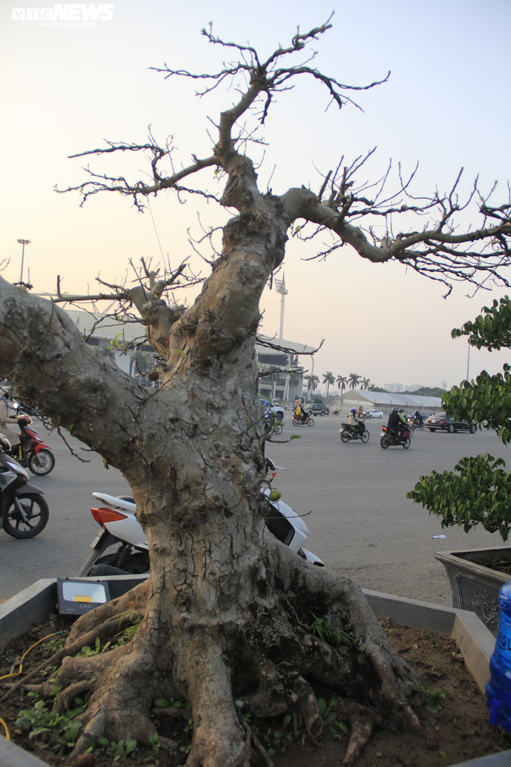 Ngắm cây sung thế lạ gần 100 tuổi giá trăm triệu đồng - 5