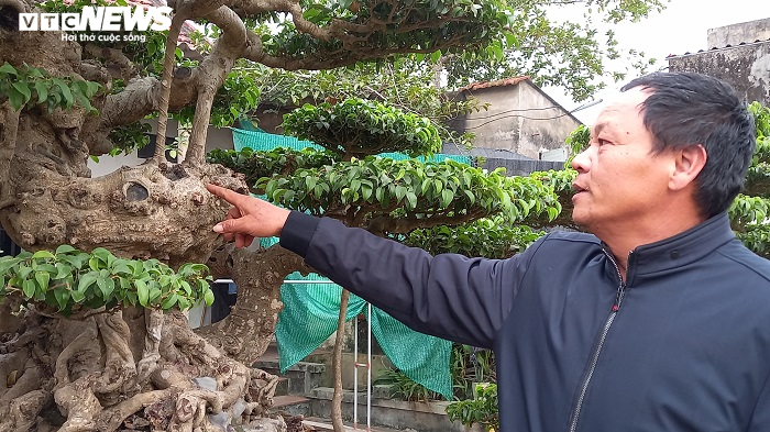 Cây sanh hình dáng kỳ quái, khách trả 10 tỷ đồng vẫn chưa mua nổi - 3