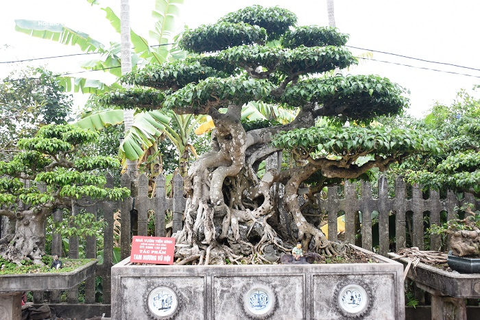 Cây sanh hình dáng kỳ quái, khách trả 10 tỷ đồng vẫn chưa mua nổi - 6