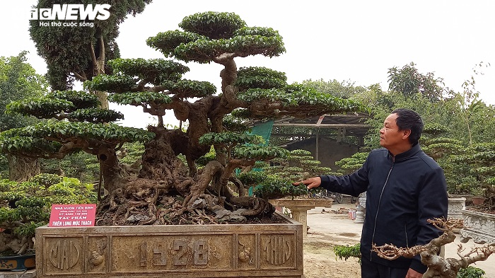 Cây sanh hình dáng kỳ quái, khách trả 10 tỷ đồng vẫn chưa mua nổi - 2