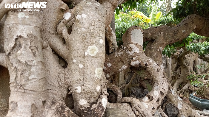 Cây sanh hình dáng kỳ quái, khách trả 10 tỷ đồng vẫn chưa mua nổi - 11