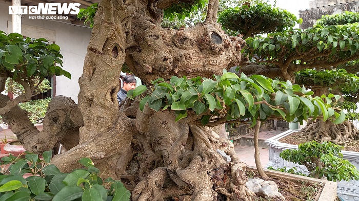 Cây sanh hình dáng kỳ quái, khách trả 10 tỷ đồng vẫn chưa mua nổi - 9