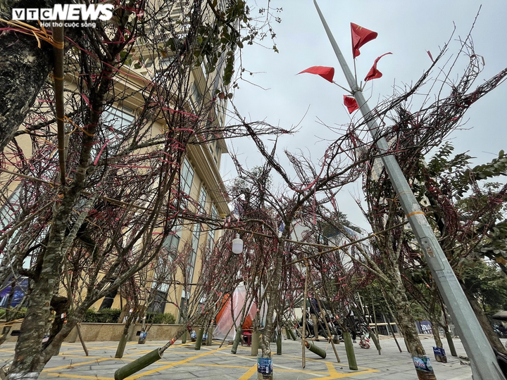 Ảnh: Đào gắn 'tem truy xuất' đổ bộ Hà Nội, đắt nhất giá 30 triệu đồng - 8