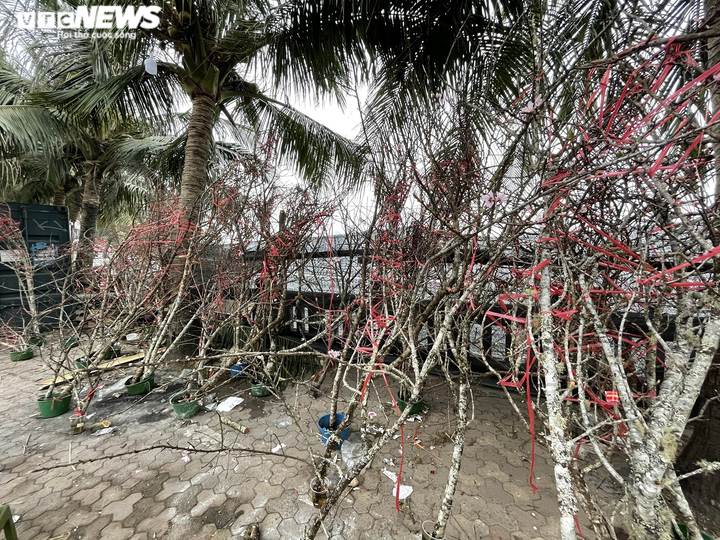 Ảnh: Đào gắn 'tem truy xuất' đổ bộ Hà Nội, đắt nhất giá 30 triệu đồng - 4