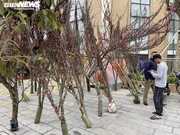 Ảnh: Đào gắn 'tem truy xuất' đổ bộ Hà Nội, đắt nhất giá 30 triệu đồng - 7