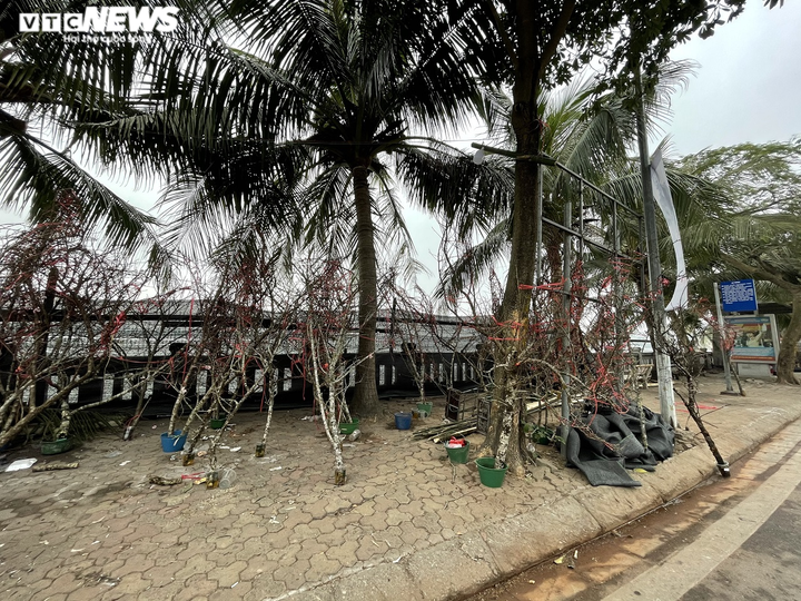 Ảnh: Đào gắn 'tem truy xuất' đổ bộ Hà Nội, đắt nhất giá 30 triệu đồng - 1