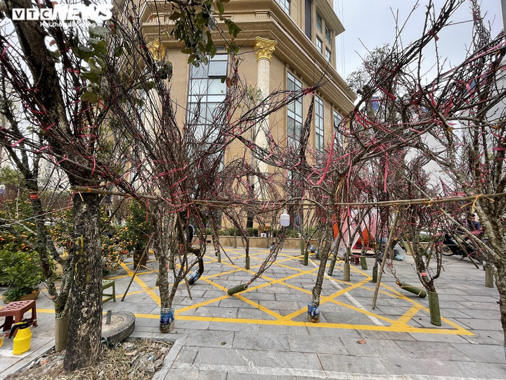 Ảnh: Đào gắn 'tem truy xuất' đổ bộ Hà Nội, đắt nhất giá 30 triệu đồng - 11