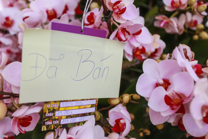 Giá cả trăm triệu đồng, lan hồ điệp vẫn 'cháy' hàng - 3