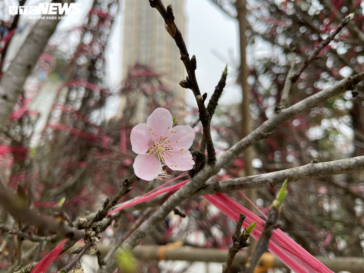 Ảnh: Đào gắn 'tem truy xuất' đổ bộ Hà Nội, đắt nhất giá 30 triệu đồng - 5