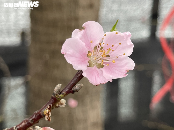 Ảnh: Đào gắn 'tem truy xuất' đổ bộ Hà Nội, đắt nhất giá 30 triệu đồng - 9