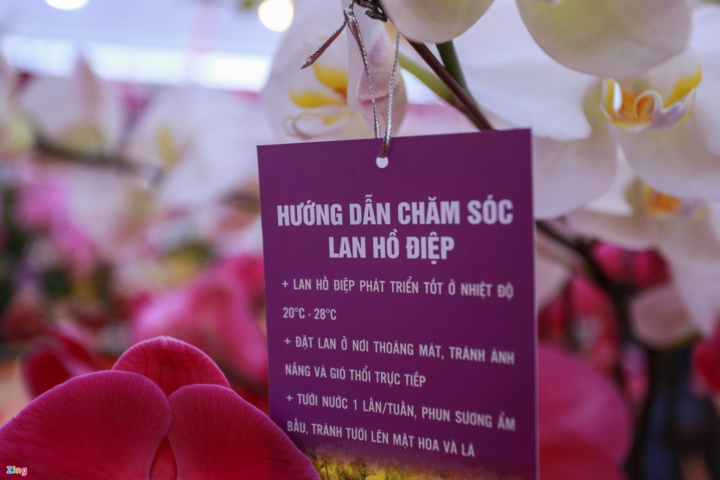 Giá cả trăm triệu đồng, lan hồ điệp vẫn 'cháy' hàng - 7