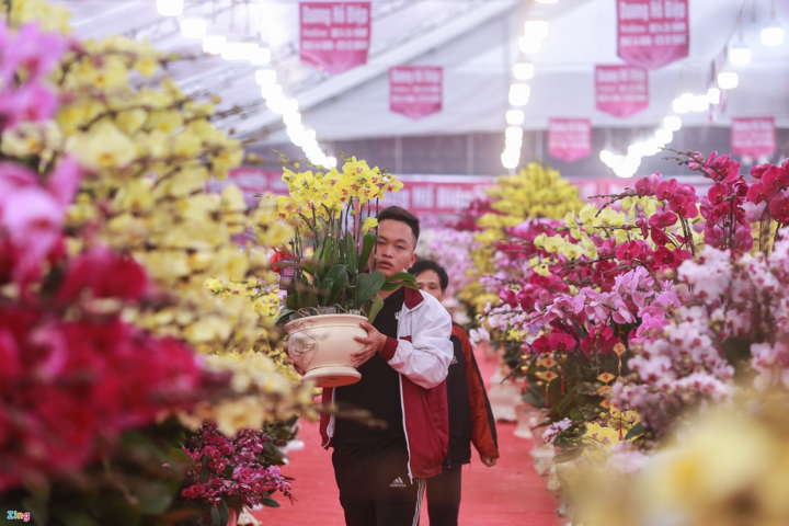 Giá cả trăm triệu đồng, lan hồ điệp vẫn 'cháy' hàng - 8