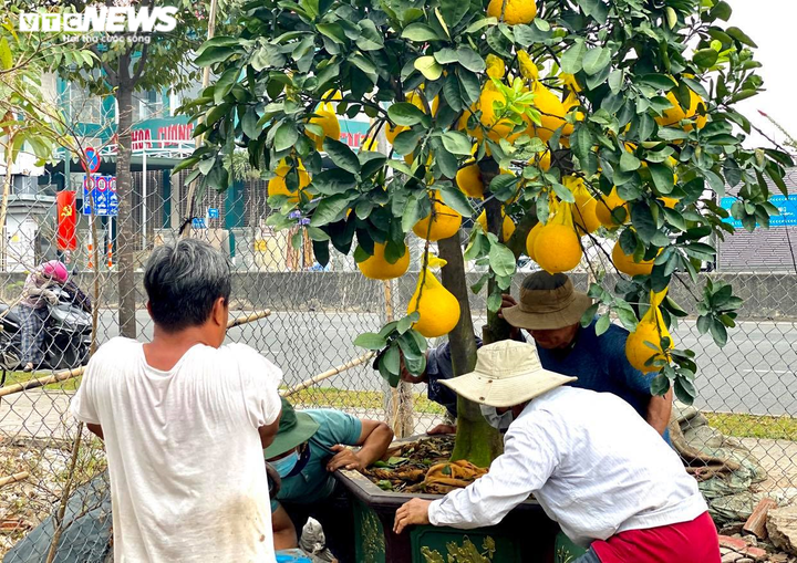 Người Sài Gòn lái xế xịn rủ nhau đi tậu bưởi Diễn trưng Tết - 10