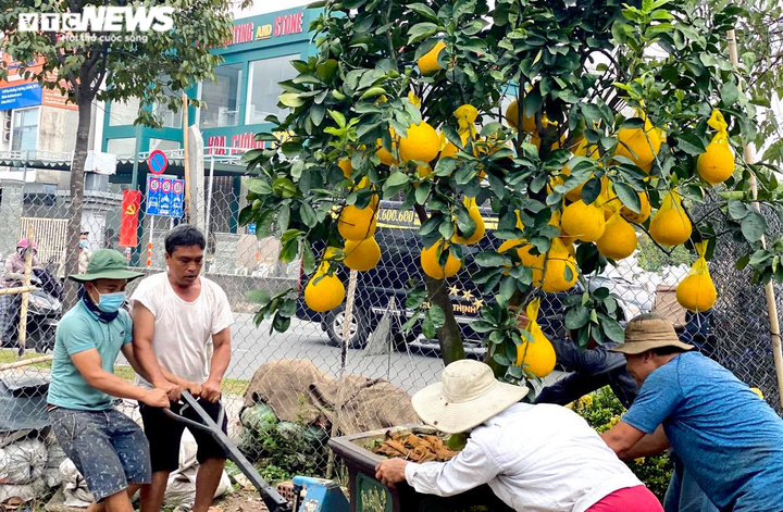 Người Sài Gòn lái xế xịn rủ nhau đi tậu bưởi Diễn trưng Tết - 3