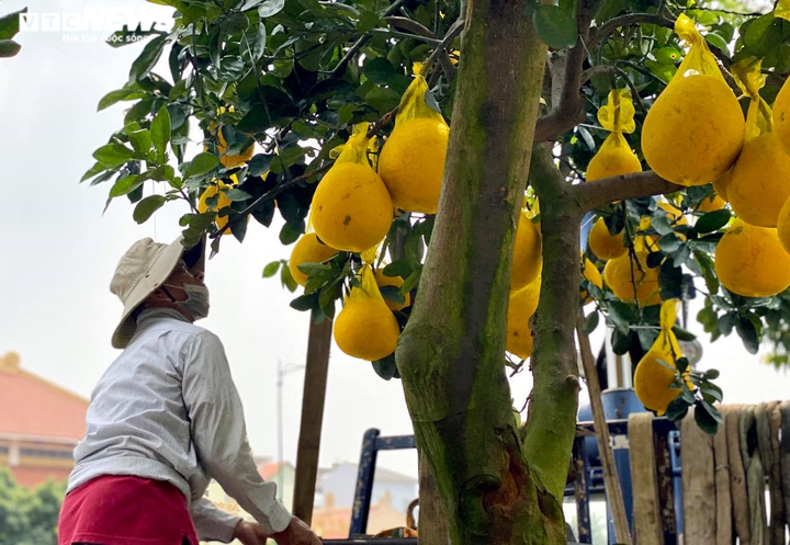 Người Sài Gòn lái xế xịn rủ nhau đi tậu bưởi Diễn trưng Tết - 4