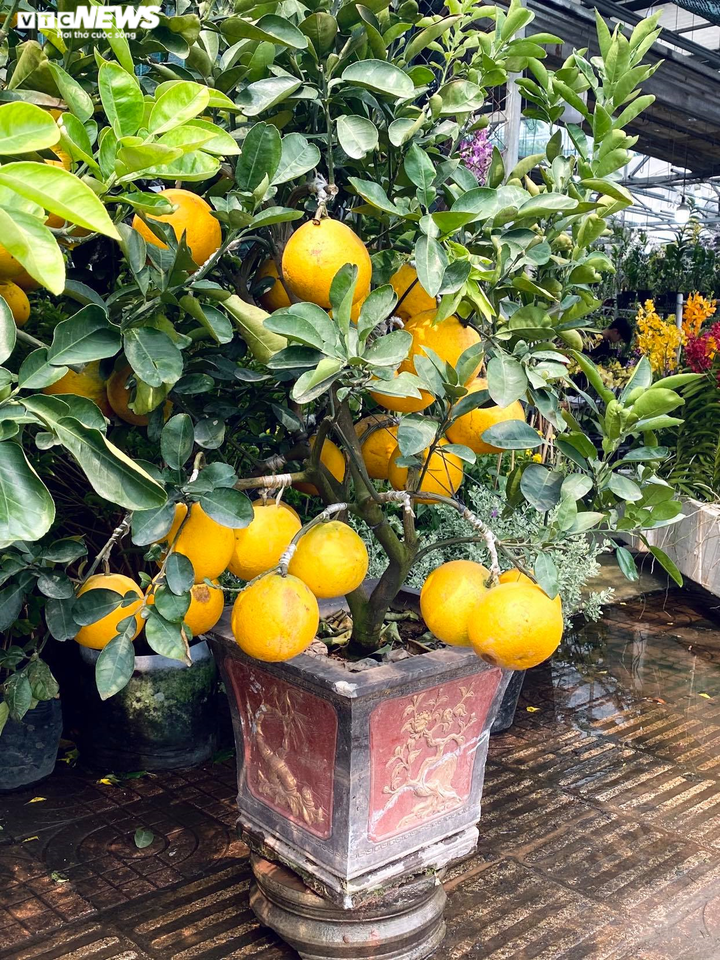 Người Sài Gòn lái xế xịn rủ nhau đi tậu bưởi Diễn trưng Tết - 5