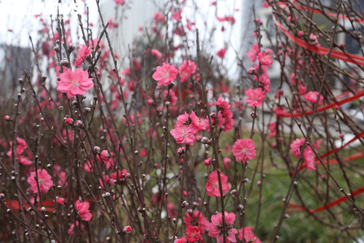 Đào Nhật Tân rực rỡ xuống phố, khách háo hức mua - 4