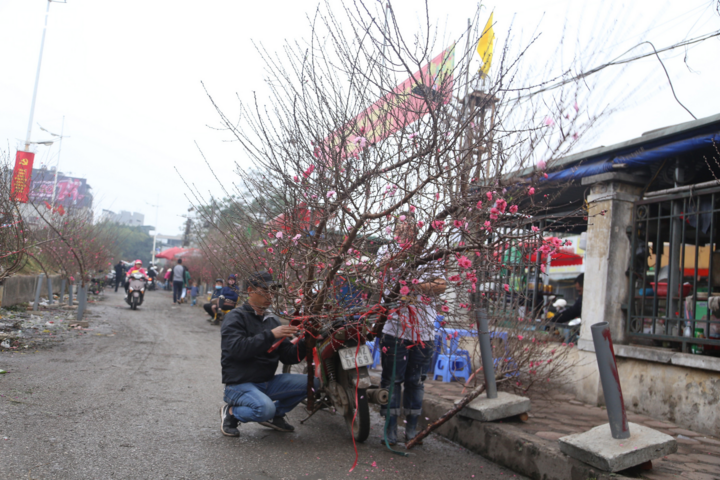 Đào Nhật Tân rực rỡ xuống phố, khách háo hức mua - 2