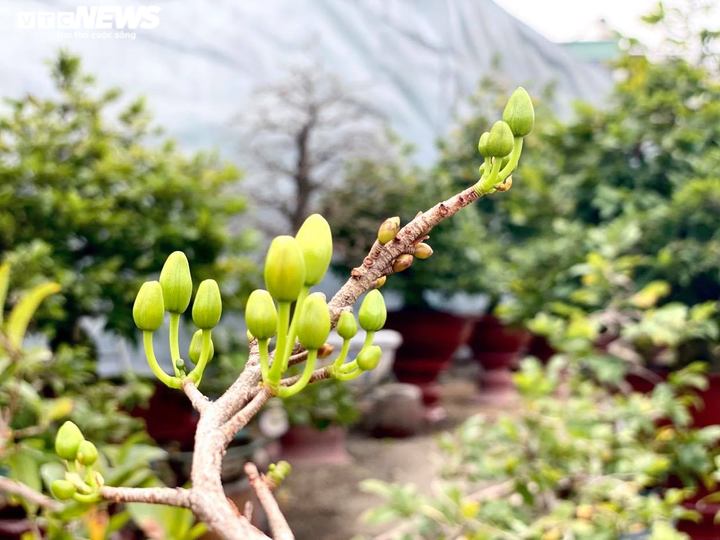 Các vườn mai ở TP.HCM rục rịch 'xuống lá' đón Tết Tân Sửu 2021 - 9