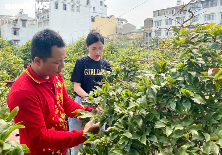 Các vườn mai ở TP.HCM rục rịch 'xuống lá' đón Tết Tân Sửu 2021 - 2