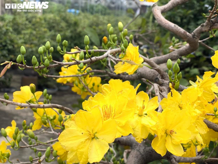 Các vườn mai ở TP.HCM rục rịch 'xuống lá' đón Tết Tân Sửu 2021 - 8