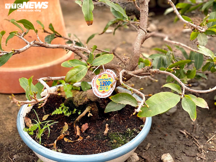 Các vườn mai ở TP.HCM rục rịch 'xuống lá' đón Tết Tân Sửu 2021 - 10