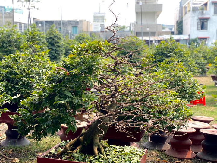 Các vườn mai ở TP.HCM rục rịch 'xuống lá' đón Tết Tân Sửu 2021 - 3