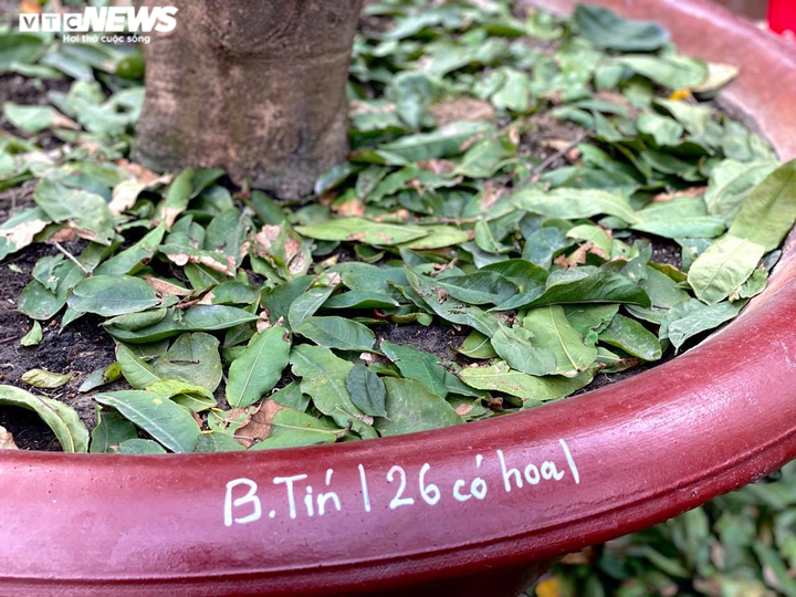 Các vườn mai ở TP.HCM rục rịch 'xuống lá' đón Tết Tân Sửu 2021 - 4