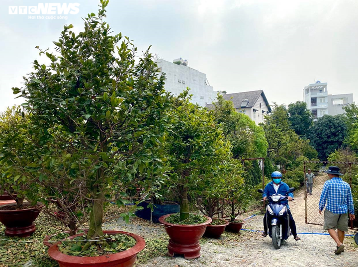 Các vườn mai ở TP.HCM rục rịch 'xuống lá' đón Tết Tân Sửu 2021 - 1