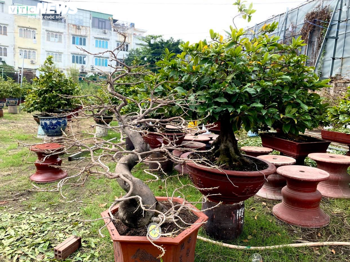 Các vườn mai ở TP.HCM rục rịch 'xuống lá' đón Tết Tân Sửu 2021 - 6