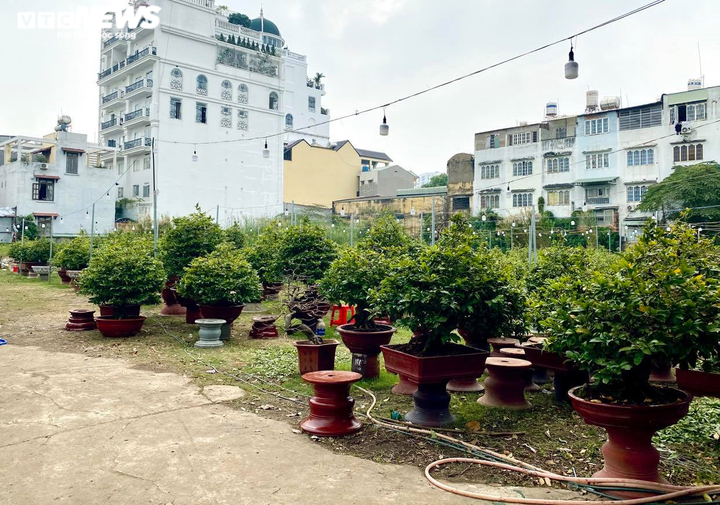 Các vườn mai ở TP.HCM rục rịch 'xuống lá' đón Tết Tân Sửu 2021 - 7