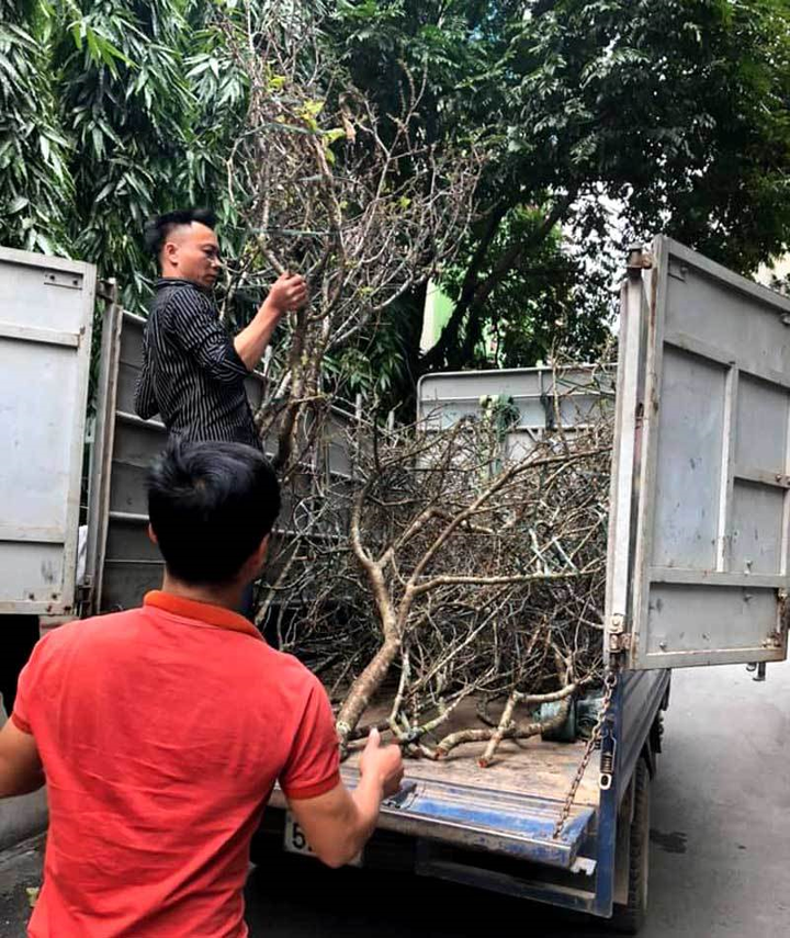 Hoa mận cổ giá tiền triệu hút dân chơi Hà thành - 1