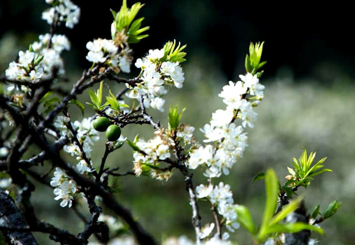 Hoa mận cổ giá tiền triệu hút dân chơi Hà thành - 2