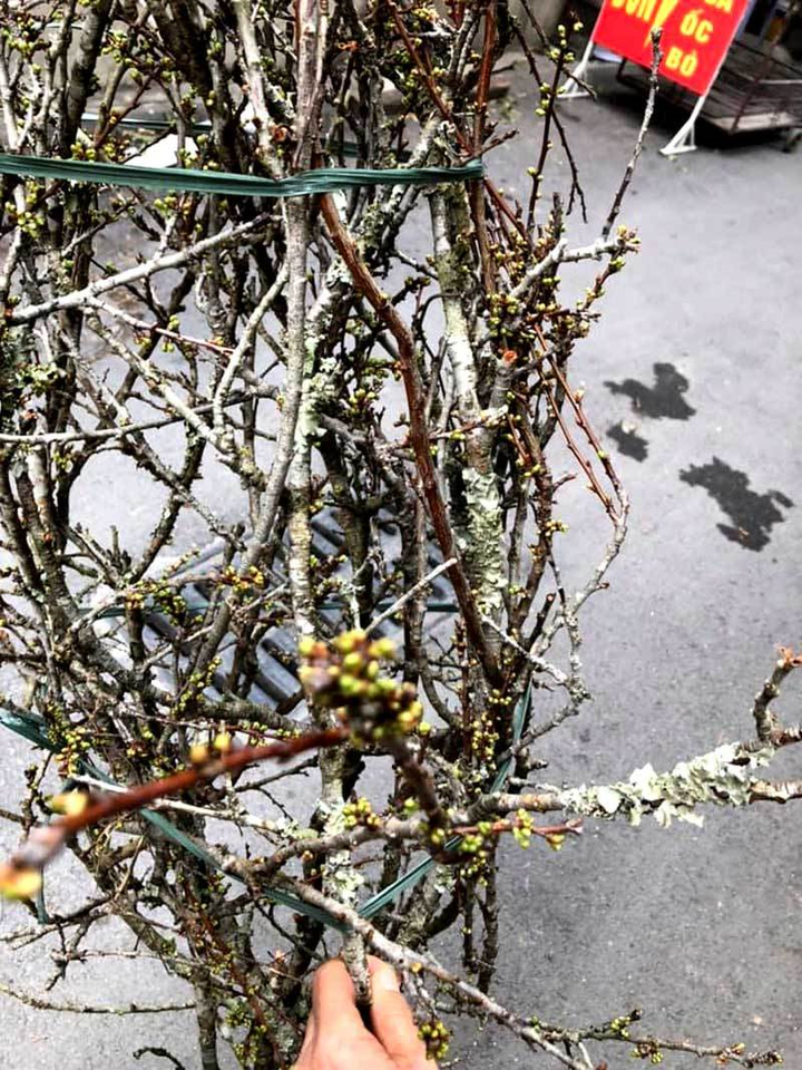 Hoa mận cổ giá tiền triệu hút dân chơi Hà thành - 3