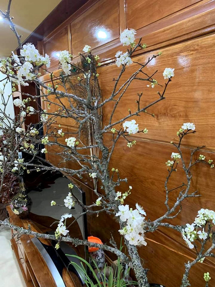 Hoa mận cổ giá tiền triệu hút dân chơi Hà thành - 4