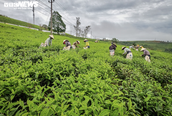 Ảnh: Ngỡ ngàng trước vẻ đẹp xanh mát của đồi chè 'vạn người mê' ở Đà Lạt - 3