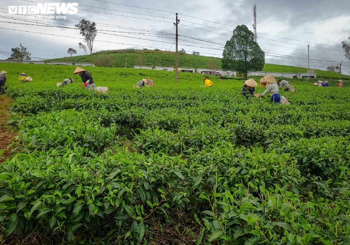 Ảnh: Ngỡ ngàng trước vẻ đẹp xanh mát của đồi chè 'vạn người mê' ở Đà Lạt - 11