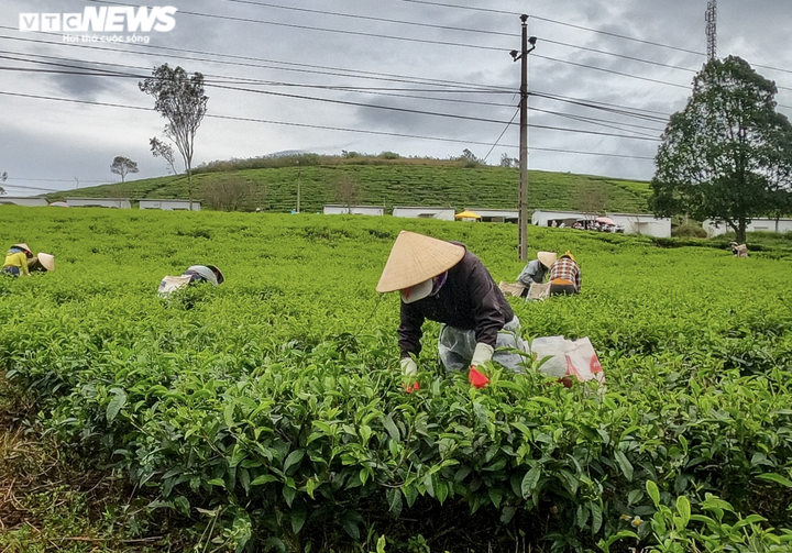 Ảnh: Ngỡ ngàng trước vẻ đẹp xanh mát của đồi chè 'vạn người mê' ở Đà Lạt - 10