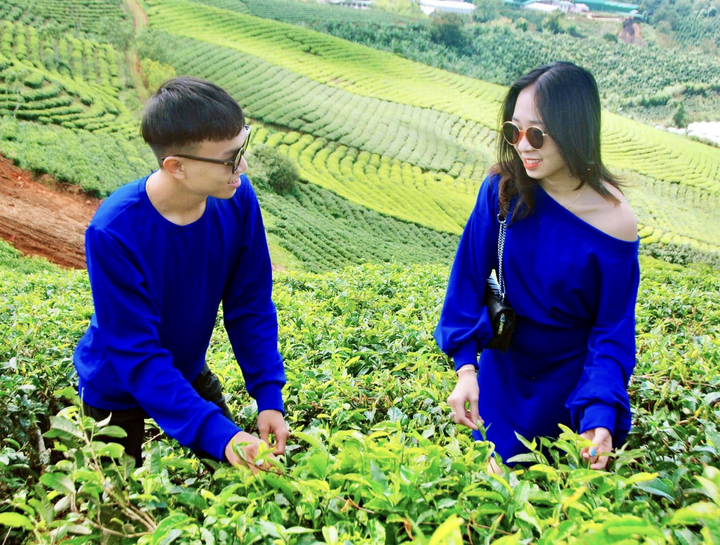 Ảnh: Ngỡ ngàng trước vẻ đẹp xanh mát của đồi chè 'vạn người mê' ở Đà Lạt - 7