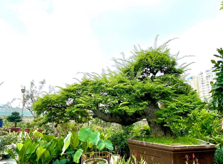 Vì sao ‘cụ me’ dáng thác đổ mây bay ở TP.HCM mãi ế dù nhiều năm không tăng giá? - 1